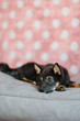 Hund Welpe Shiba Inu im Fotostudio