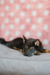 Hund Welpe schwarzer Shiba Inu im Fotostudio