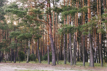 Wall Mural - Beautiful pine forest