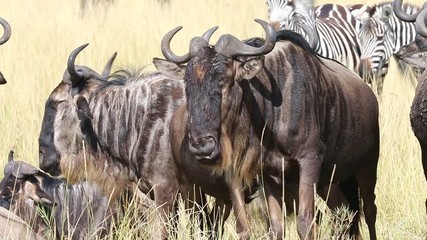 Poster - Wildebeests and zebras in the savannah. Close-up. Masai Mara National Park. Kenya. Great Migration.