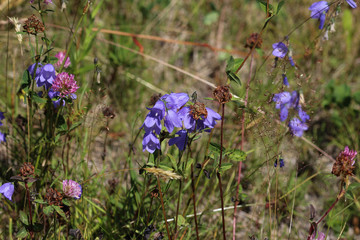 Wall Mural - Campanula rotundifolia, known as the harebell, bluebell, blawort, hair-bell and lady's thimble