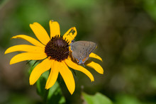 Satyrium Titus, The Coral Hairstreak Butterfly, Perches On A Black Eyed Susan Yellow Flower In Ontario, Canada.