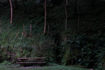 Wall Mural - Wooden table and bench in the woods