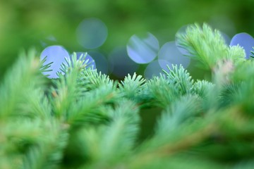 Wall Mural - Blurred New Year, Merry Christmas background with Christmas tree and lights close up.  