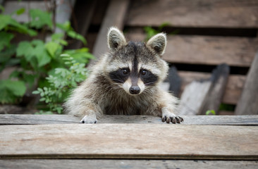 Wall Mural - raccoon