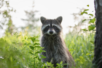 Wall Mural - raccoon