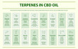 Terpenes in CBD Oil with Structural Formulas horizontal infographic illustration about cannabis as herbal alternative medicine and chemical therapy, healthcare and medical science vector.