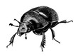 earth-boring beetle, hand drawn vintage black ink illustration