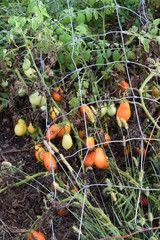 Sticker - Roma Tomato Plant