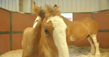 Young Baby Colt Looking In Camera, Mother Horse In Barn, Slow Motion 4K
