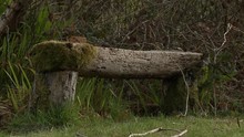 A Rustic, Moss Covered Bench Fashioned From A Hewn Log