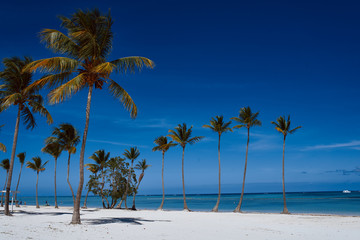 Poster - palm tree on the beach