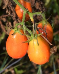 Wall Mural - Roma Tomatoes