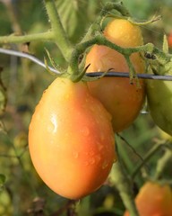 Wall Mural - Roma Tomatoes