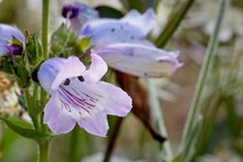 Penstemon, Or Beardtongues Flower, A Pale Blue Variety.