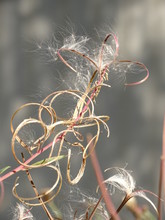 Single Weed Plant With Feathery Seeds And Simple Background