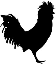 Polish Chicken Vector Silhouette