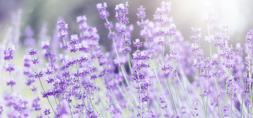 Wall Mural - Wide field of lavender in summer morning, panorama blur background. Spring or summer lavender background. Shallow depth of field. Selective focus on lavender flowers lit by sunlight