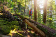 Adventurous Man hiking on a fallen tree in a beautiful green forest during a sunny summer evening. Taken in Squamish, North of Vancouver, British Columbia, Canada.