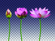 A set of lotus flowers on a transparent background, the stages of bud opening, a beautiful flower, an aquatic plant. 3D design. Vector illustration. EPS10