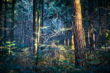 Fototapeta Na sufit - wnętrze lasu 
