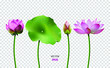 Set of vector images of lotus, water flower, pink lotus. 3D effect. EPS10