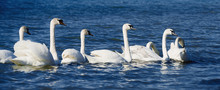 Colony Of The White Swans