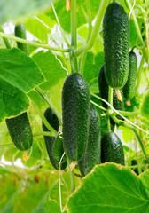 Wall Mural - Cucumber plant. Fresh Organic Cucumbers.