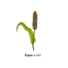 Vector Illustration  Millet With Ergot, Plant Disease.