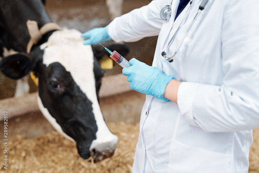 Gloved veterinarian in whitecoat holding syringe with vaccine for cow - obrazy, fototapety, plakaty 