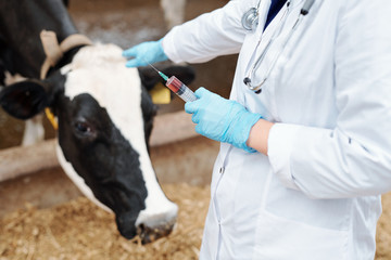 Gloved veterinarian in whitecoat holding syringe with vaccine for cow