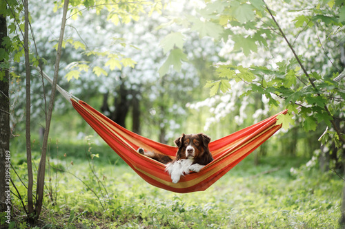 dog in a hammock on the nature. Australian Shepherd is resting. Poster Mural XXL