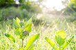 © Sarah Rypma - Selective focus of common milkweed plant in open field