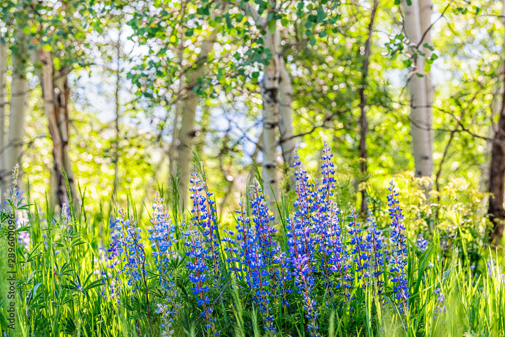 Group of purple lupine flowers in small forest in Snowmass Village in Aspen, Colorado and many colorful wildflowers in Aspen grove - obrazy, fototapety, plakaty 