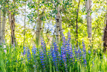 Group Of Purple Lupine Flowers In Small Forest In Snowmass Village In Aspen, Colorado And Many Colorful Wildflowers In Aspen Grove