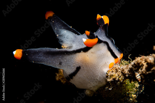 Fotografía Thecacera Picta nudibranch