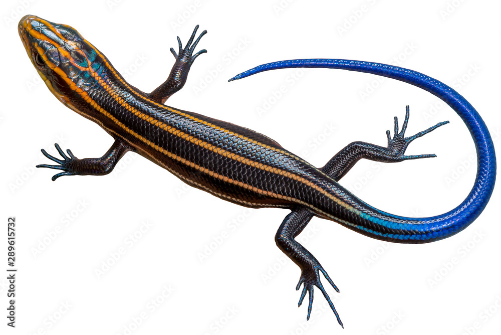 Blue Tailed Skink Wall Mural Wallpaper Murals Wallsheaven Seth Schubert