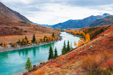 Katun River With Yellow Autumn Trees In Altai Mountains, Siberia, Russia