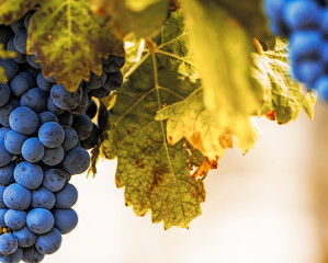 Close-up with red natural grapes ripening in an orchard