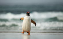 Gentoo Penguin Coming Ashore From Atlantic Ocean