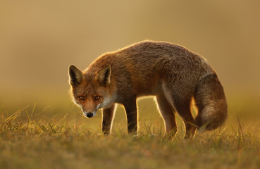 Close-up of a Red fox at sunset