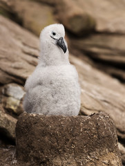 Wall Mural - young black-browed albatross chick sitting in its mud cup nest