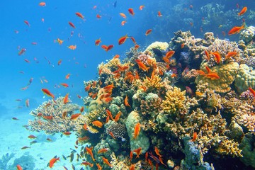 Beautiful tropical coral reef with shoal or red coral fish Anthias