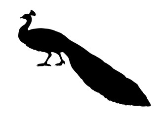 Sticker - A beautiful peacock is standing on the ground. Vector drawing