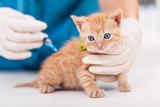 Fototapeta Koty - Cute kitten getting a vaccine at the veterinary