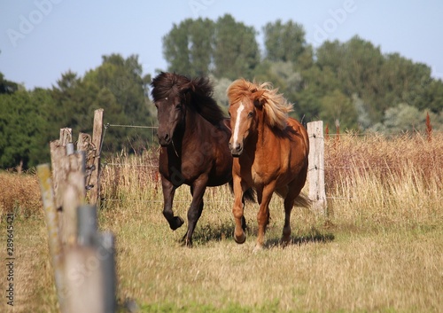 Fotografía two different brown icelandic horses are running together on the paddock