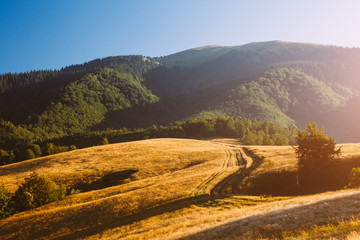  Scenic image of mountain landscape in the sunlight. Locations Carpathian national park, Ukraine.