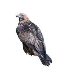 Wall Mural - Golden eagle on white isolated background