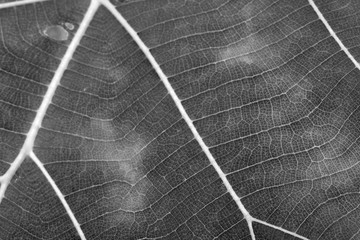 Black and white close up leaf texture