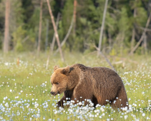 Wall Mural - brown bear (ursus arctos) is walking in the middle of the cotton grass on a finnish bog